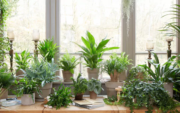 A vibrant collection of houseplants arranged by a sunny window, creating a lush and inviting atmosphere. This HD image serves as a beautiful desktop wallpaper or background.