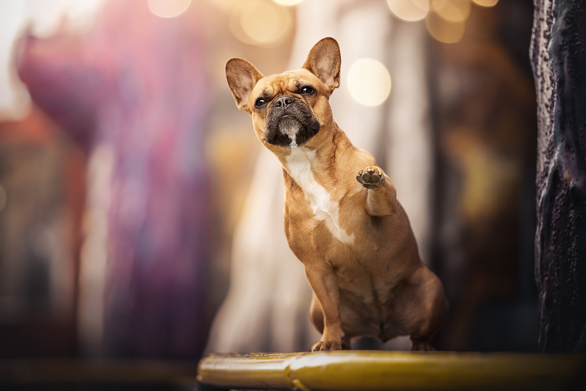 Animal French Bulldog HD Wallpaper | Background Image