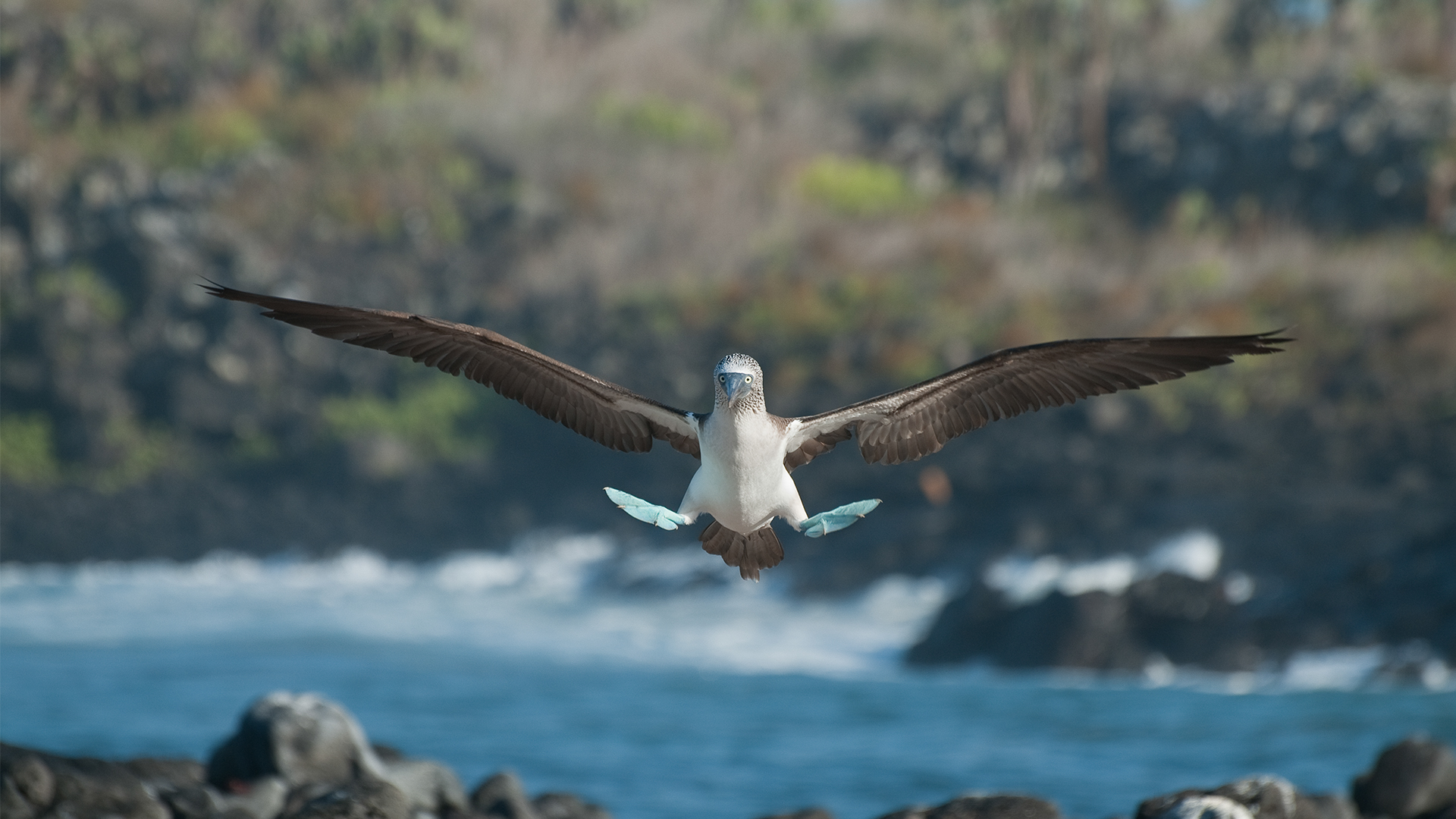 Blue-footed booby applying aero-brakes for landing. by Tui De Roy