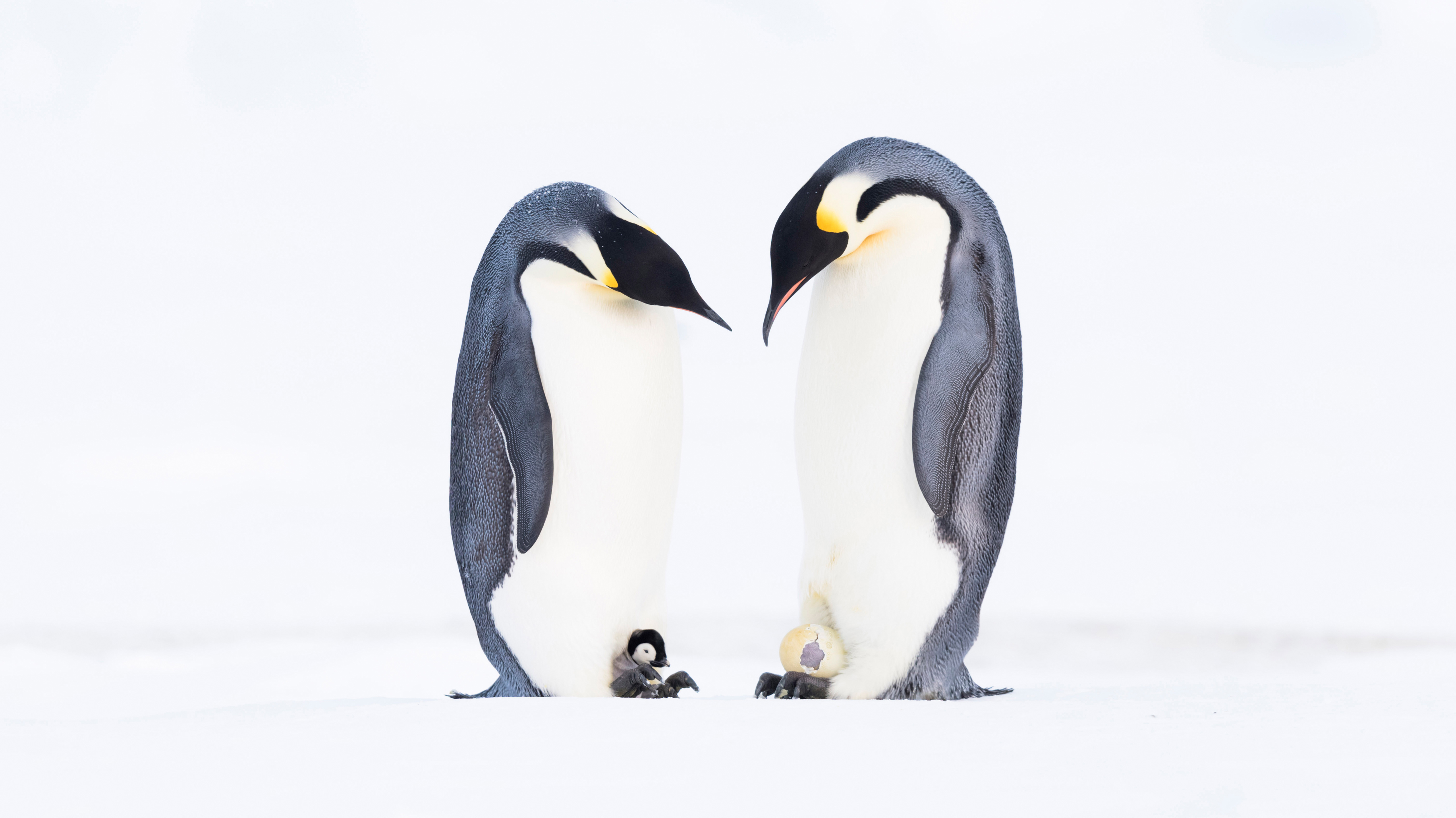 Emperor Penguins, Atka Bay, Antarctica by Stefan Christmann