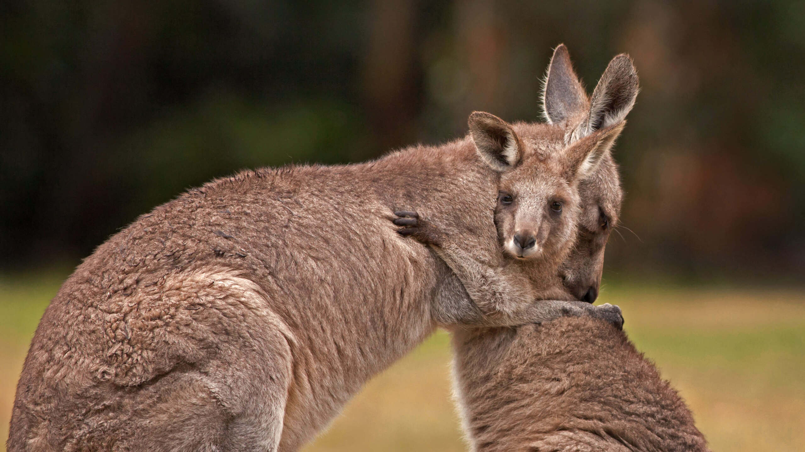 Nothing like a kangaroo cuddle to brighten up your day 🦘 by Belle Ciezak