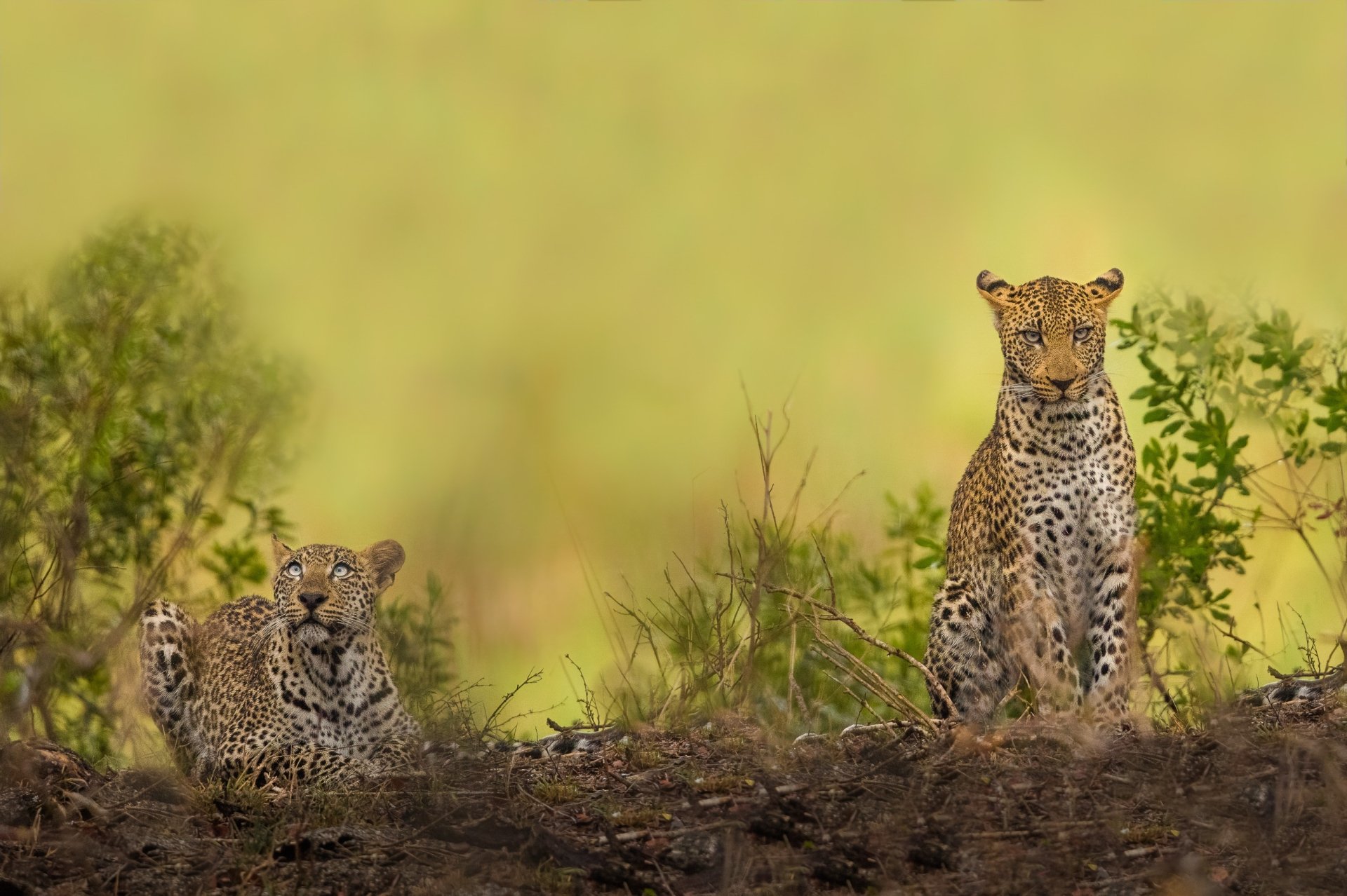 2K Quad HD PC desktop wallpaper: two leopards—one sitting upright, one crouched—on a grassy mound against a soft green savanna background.