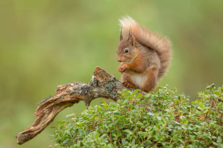 Animal squirrel HD Desktop Wallpaper | Background Image