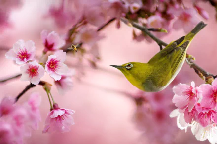 Animal Japanese white-eye HD Desktop Wallpaper | Background Image