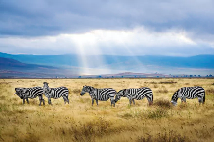 Animal zebra HD Desktop Wallpaper | Background Image