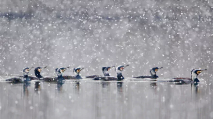  Great cormorants gliding through a snowstorm in Hesse, Germany by Wilfried Martin