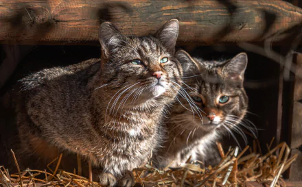 Animal wildcat HD Desktop Wallpaper | Background Image