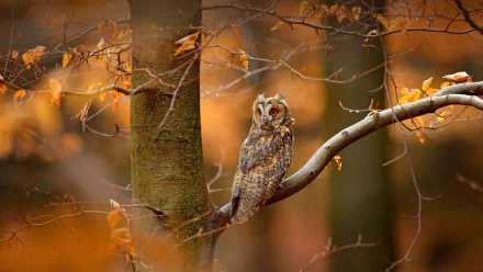 A long-eared owl perched on a tree branch surrounded by autumn leaves, captured in stunning 4K Ultra HD as a PC desktop wallpaper and background.