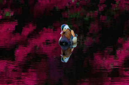 Animal mandarin duck HD Desktop Wallpaper | Background Image
