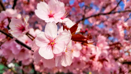Close-up of blooming pink sakura flowers in spring, captured in vibrant 4K Ultra HD for a stunning nature desktop wallpaper background.