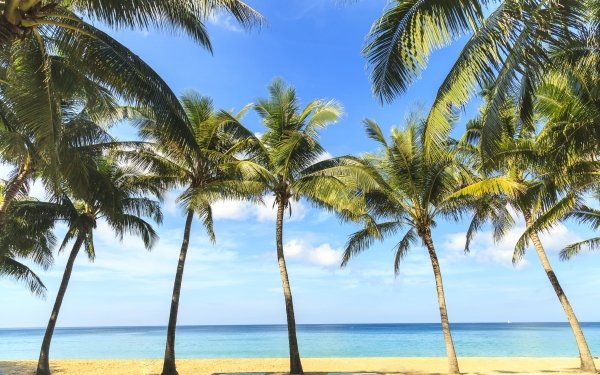 Nature Beach Palm Tree HD Wallpaper | Background Image