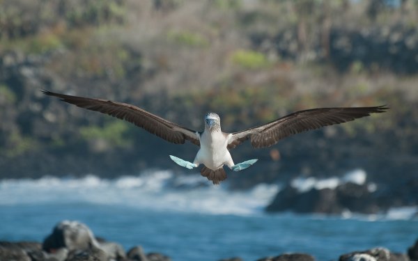 Animal Blue-Footed Booby Birds Seabirds HD Wallpaper | Background Image