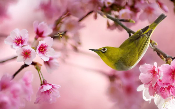 Animal Japanese white-eye HD Desktop Wallpaper | Background Image