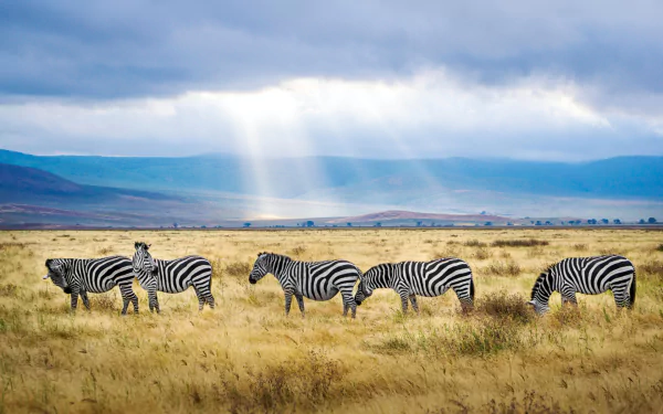 Animal zebra HD Desktop Wallpaper | Background Image