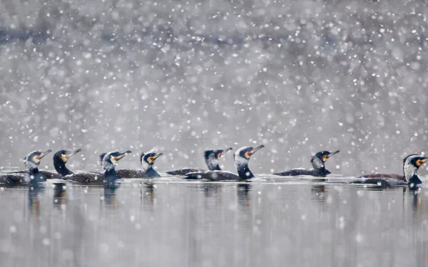  Great cormorants gliding through a snowstorm in Hesse, Germany by Wilfried Martin