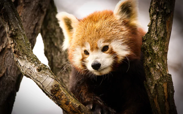 Animal red panda HD Desktop Wallpaper | Background Image