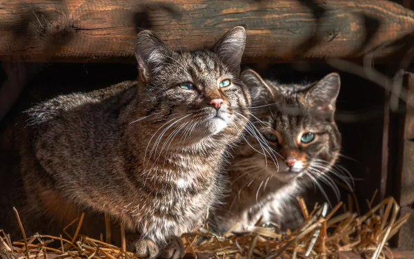 Two wildcats in natural habitat, captured in sharp 4K Ultra HD quality, serving as a vivid PC desktop wallpaper and background.