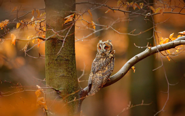 A long-eared owl perched on a tree branch surrounded by autumn leaves, captured in stunning 4K Ultra HD as a PC desktop wallpaper and background.