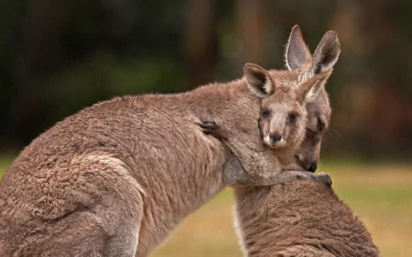  Nothing like a kangaroo cuddle to brighten up your day 🦘 by Belle Ciezak