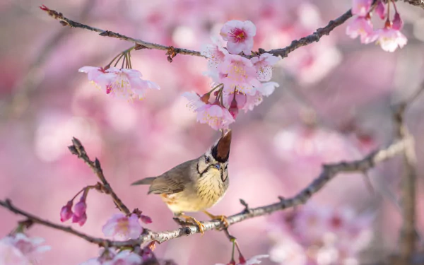 Taiwan Yuhina (yuhina brunneiceps)