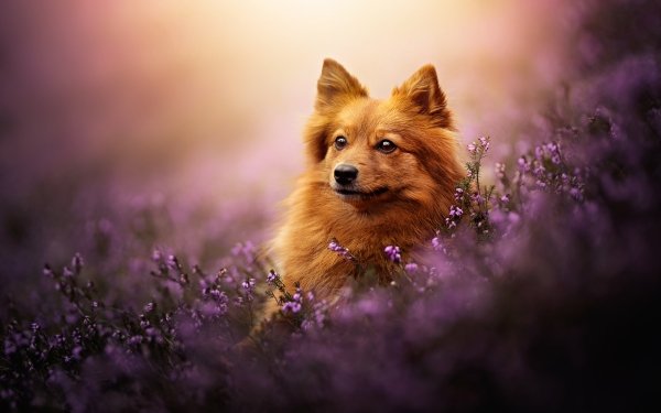 Animal Spitz Dogs HD Wallpaper | Background Image
