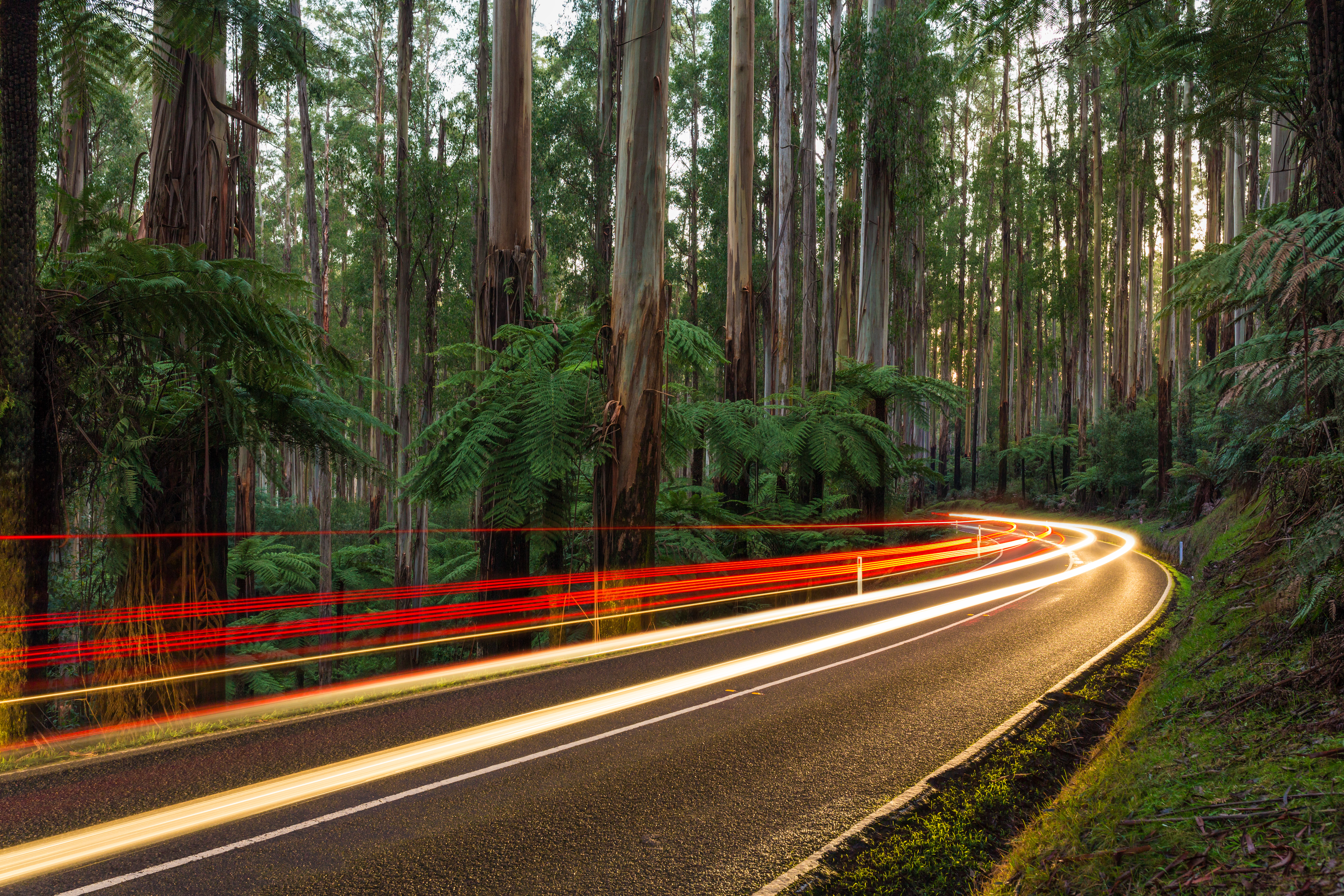 Light trails: Black Spur, a scenic road through the Yarra Ranges National Park, Australia by Diliff