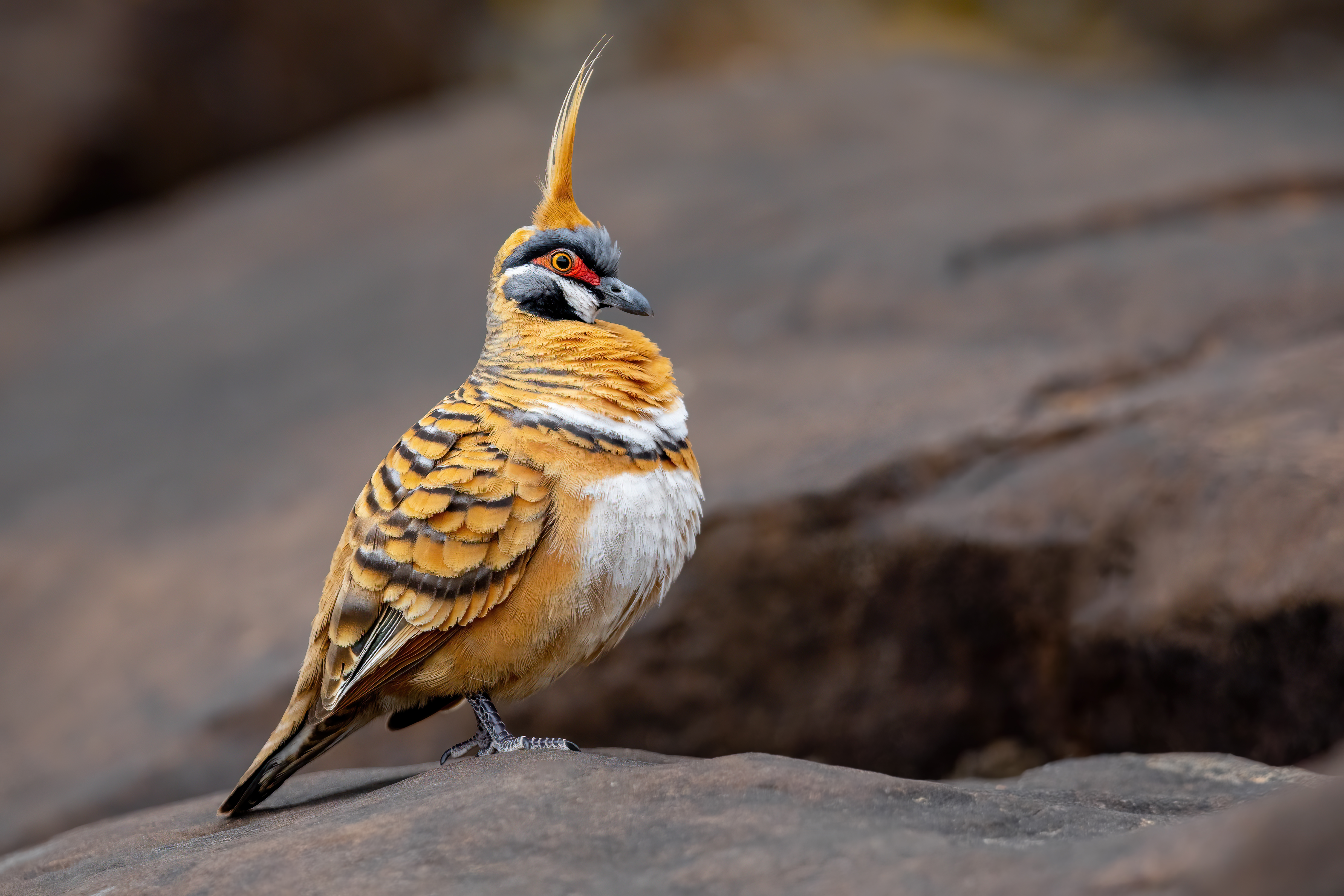 Spinifex pigeon (Geophaps plumifera), also known as the Plumed pigeon or Gannaway pigeon by JJ Harrison