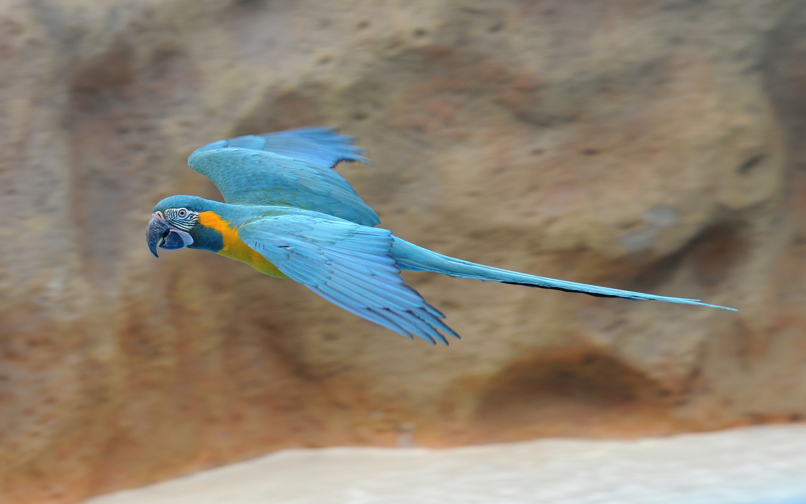 Blue-throated macaw (Ara glaucogularis) in flight, Loro Parque, Tenerife, Spain by Carsten Steger