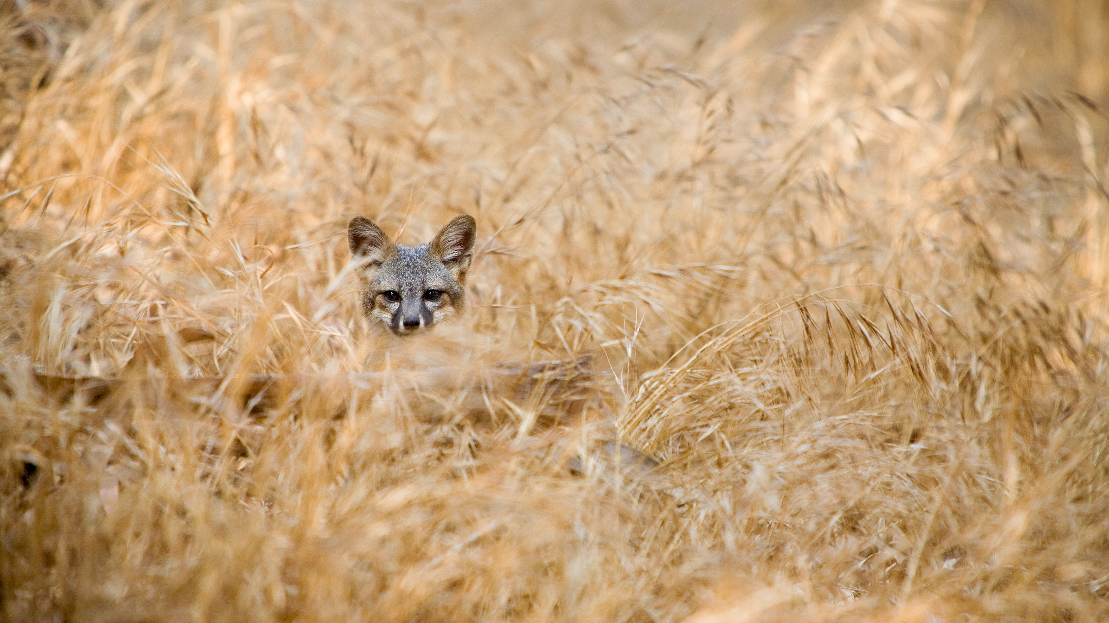 Island fox in Channel Islands National Park, California by Ian Shive