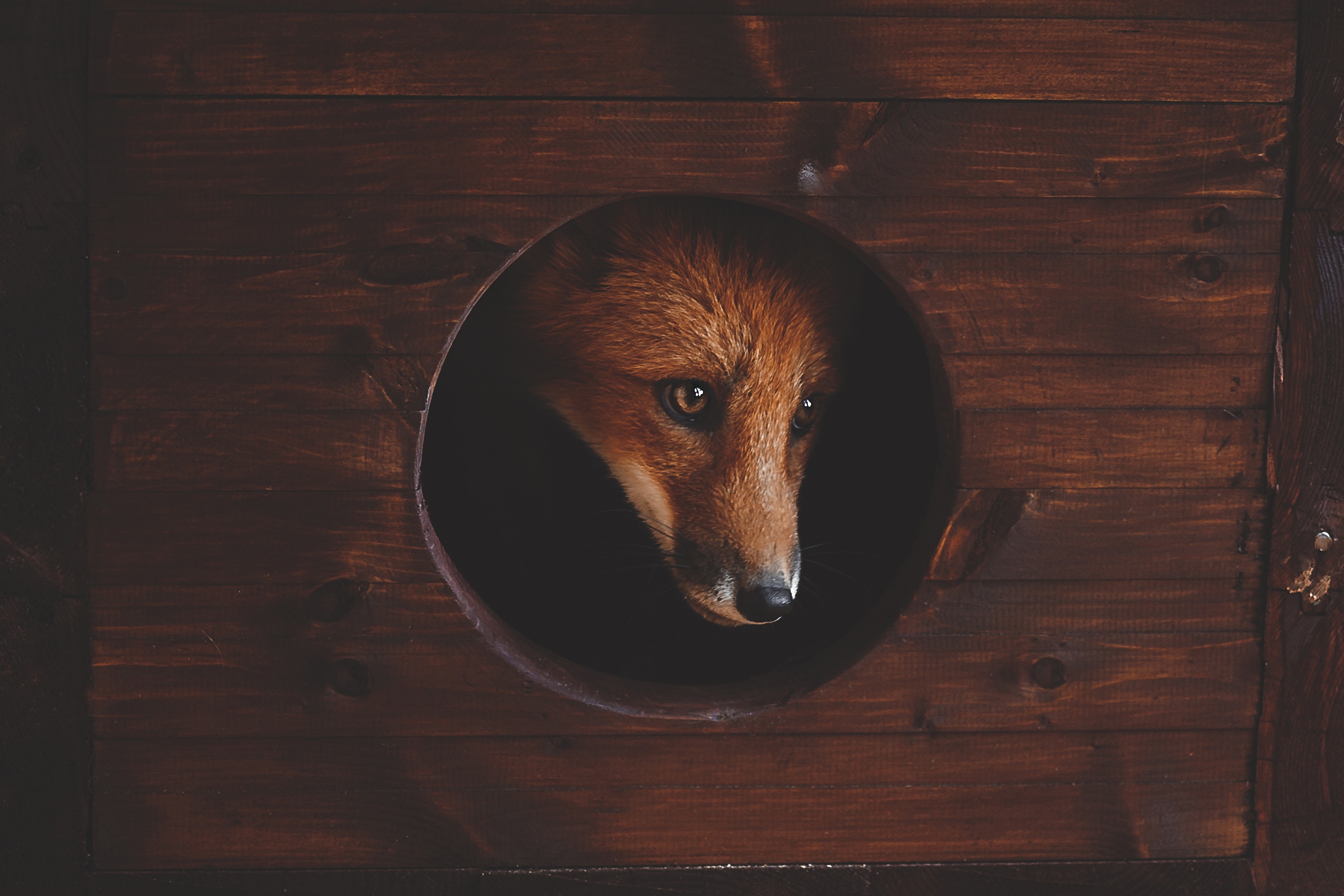 Animal Fox HD Wallpaper | Background Image