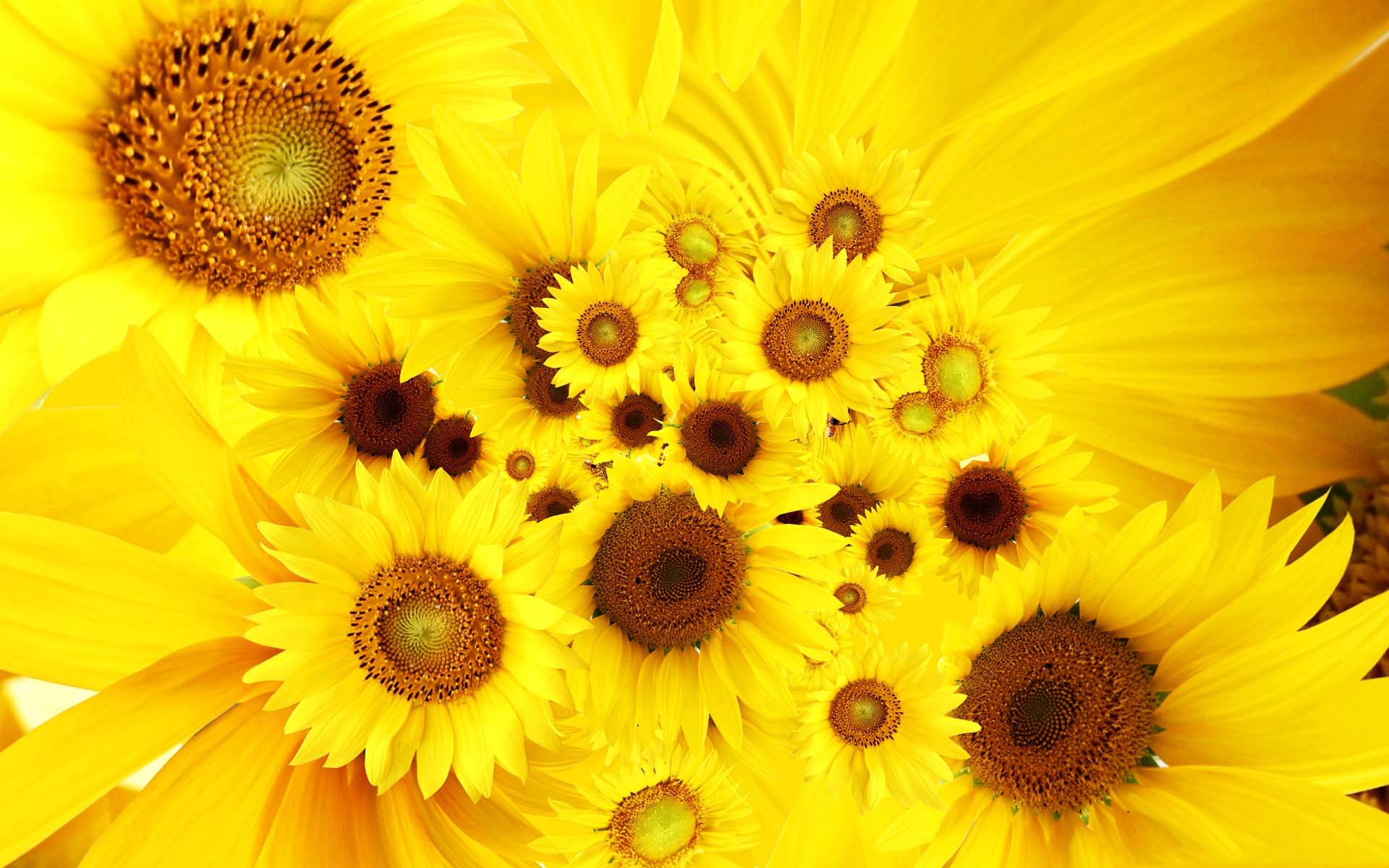 Nature Sunflower HD Wallpaper | Background Image
