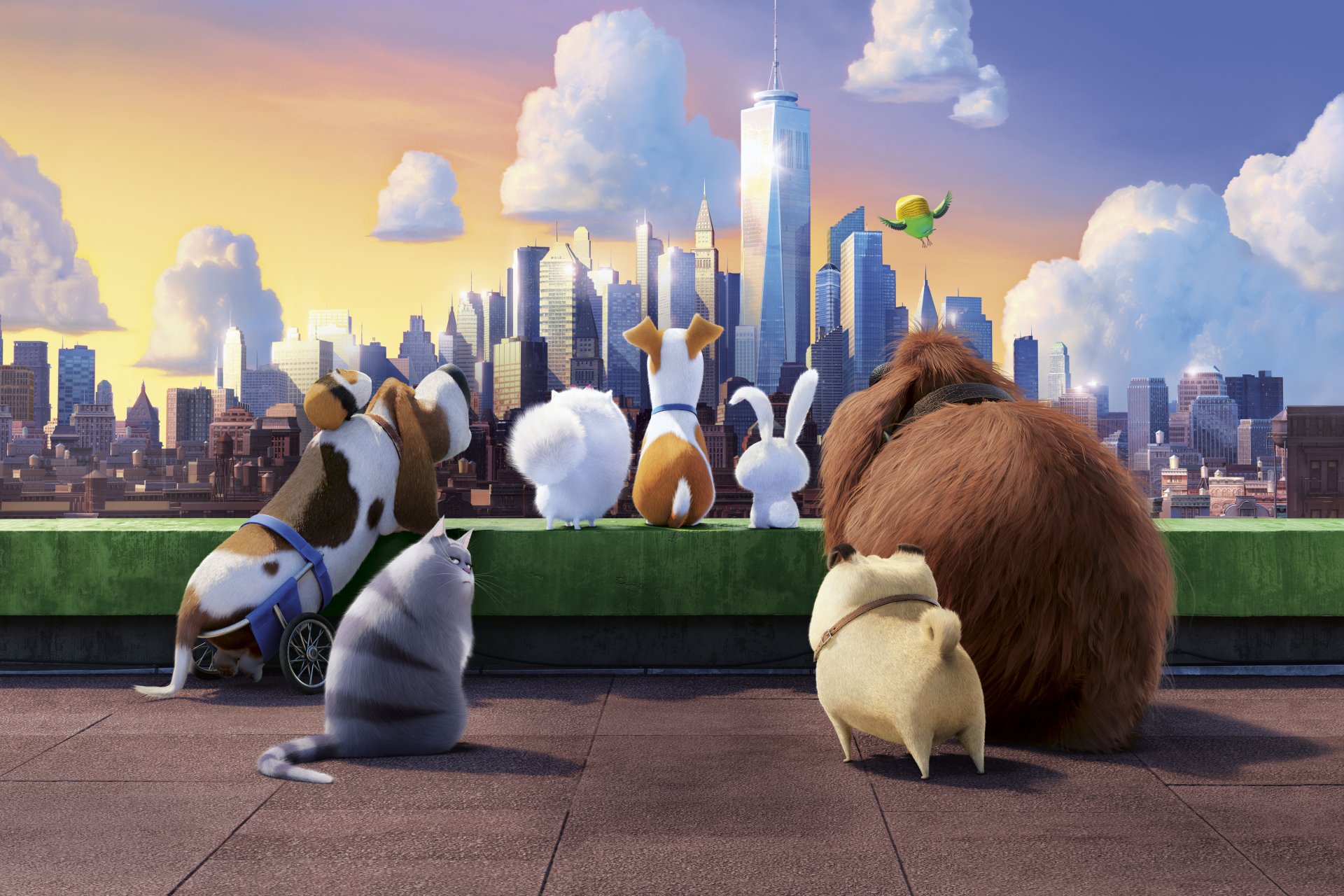 Download Movie The Secret Life Of Pets 8k Ultra HD Wallpaper