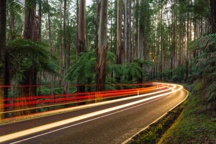  Light trails: Black Spur, a scenic road through the Yarra Ranges National Park, Australia by Diliff