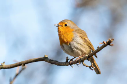  European robin (Erithacus rubecula) singing on a branch in Créteil, France by Alexis Lours