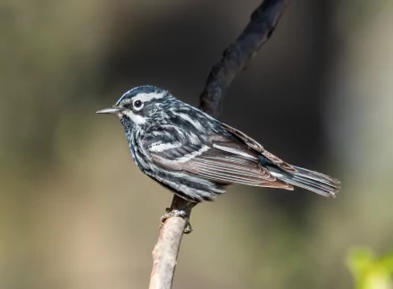 Black-and-white Warbler perched on a branch, detailed animal close-up — 2K Quad HD PC desktop wallpaper and background.