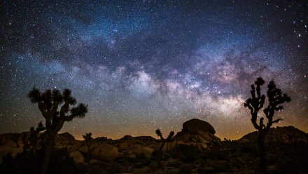 Night sky over Joshua Tree National Park with the Milky Way arching above silhouetted Joshua trees and boulders — HD PC desktop wallpaper background.