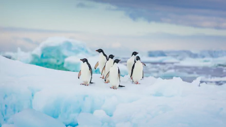  Adélie penguins in Antarctica