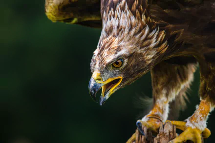 Animal golden eagle HD Desktop Wallpaper | Background Image