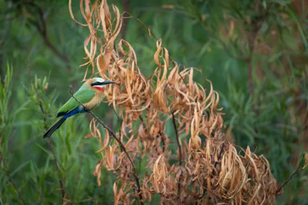 White-fronted Bee-eater Animal bee-eater HD Desktop Wallpaper | Background Image