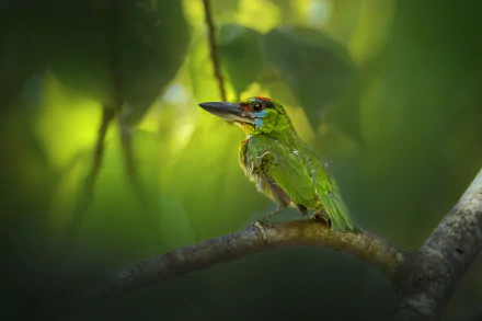 Red-Throated Barbet Animal Barbet HD Desktop Wallpaper | Background Image