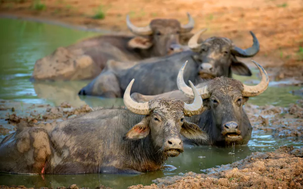  Buffalo in dirt in Yala National Park by Byrdyak