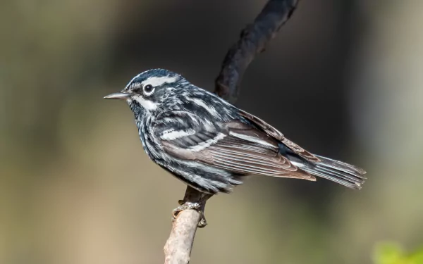 Black-and-white Warbler perched on a branch, detailed animal close-up — 2K Quad HD PC desktop wallpaper and background.