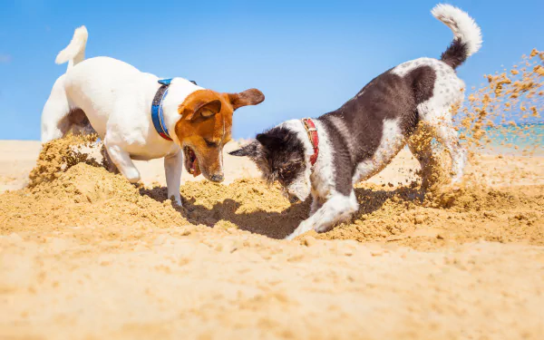 Two playful Jack Russell Terriers dig energetically in the sand under a clear blue sky, captured in vibrant 4K Ultra HD for a vivid PC desktop wallpaper background.