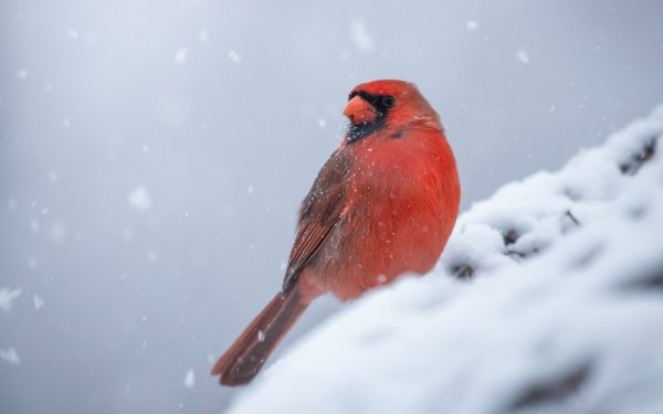 Animal Northern Cardinal Birds Passerines HD Wallpaper | Background Image