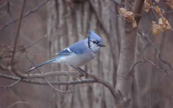 Animal blue jay HD Desktop Wallpaper | Background Image