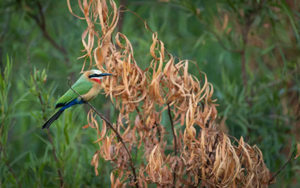 White-fronted Bee-eater Animal bee-eater HD Desktop Wallpaper | Background Image