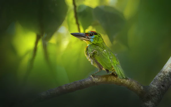 Red-Throated Barbet Animal Barbet HD Desktop Wallpaper | Background Image