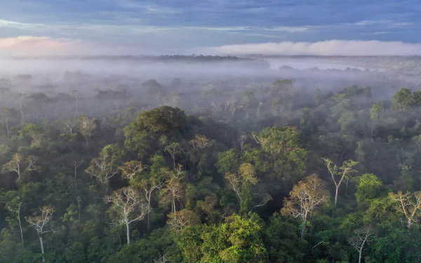  Amazon Rainforest, Peru