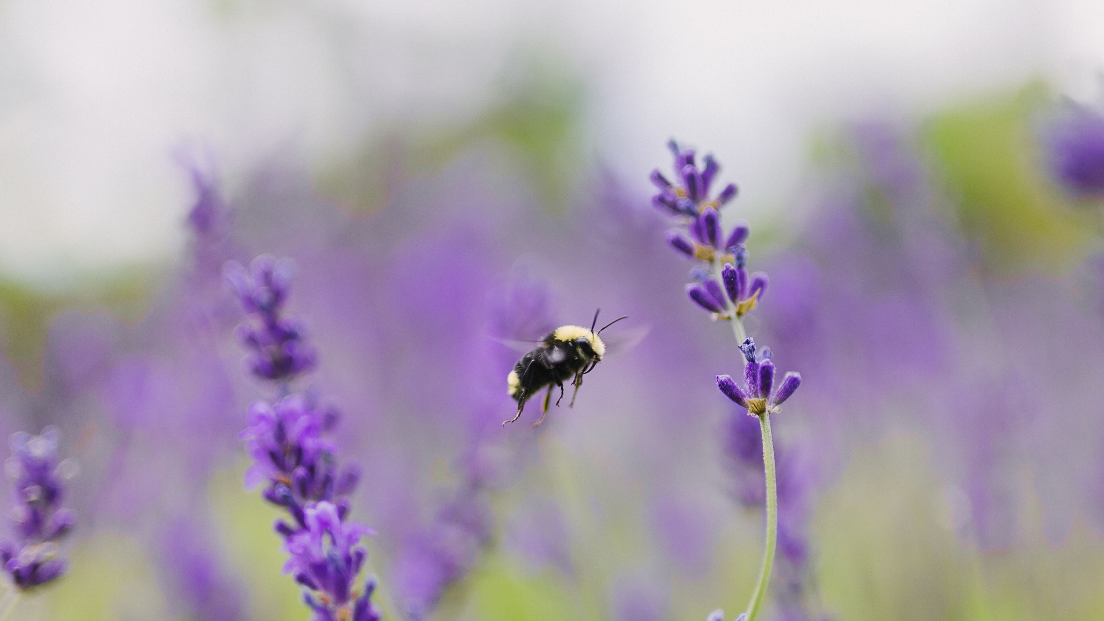 Animal Bee HD Wallpaper | Background Image