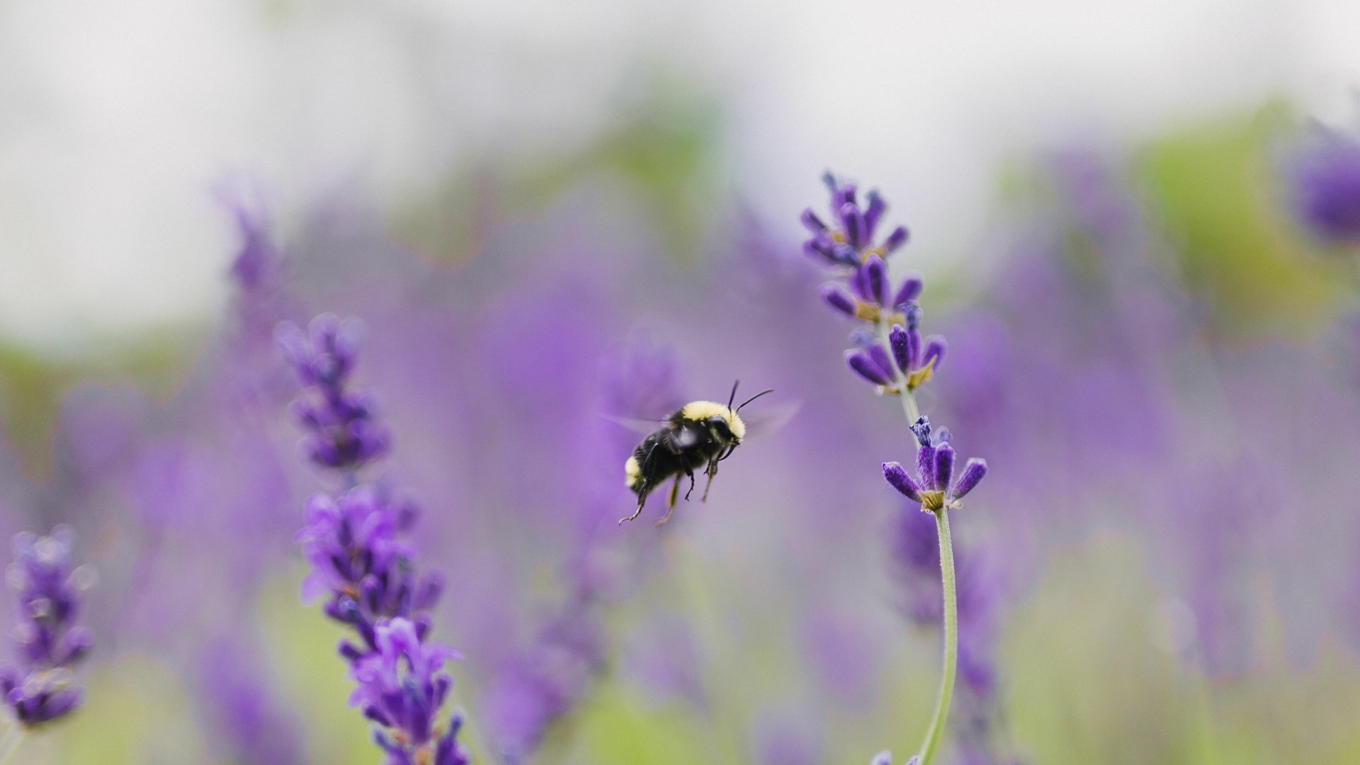 Buzzing Bee Delight 4k Ultra Hd Wallpaper Download Now 5803